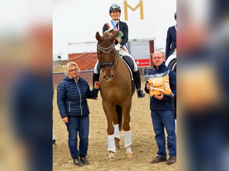 Sang-chaud Mecklembourg Hongre 12 Ans 176 cm Alezan brûlé in Ganschow