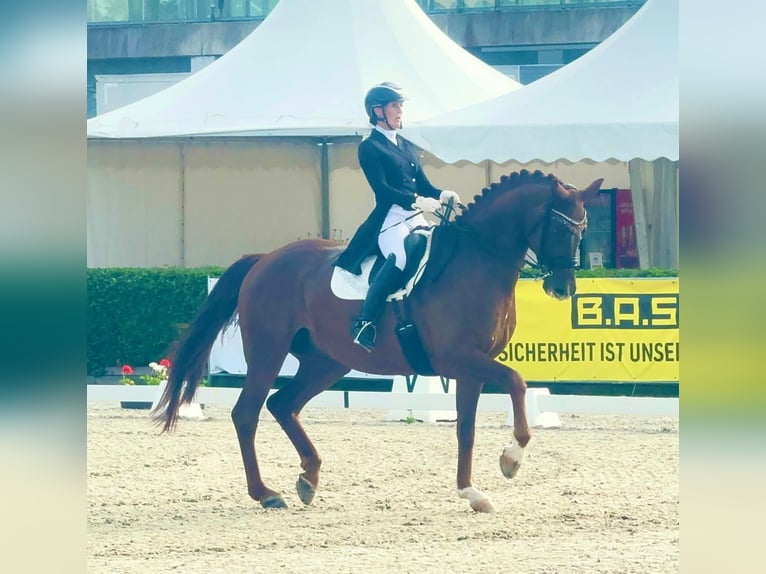 Sang-chaud Mecklembourg Hongre 12 Ans 176 cm Alezan brûlé in Ganschow