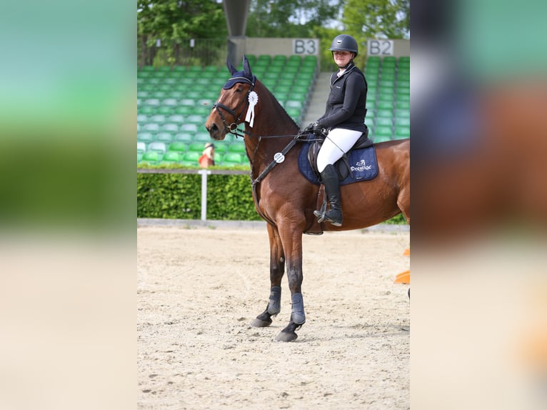 Sang-chaud Mecklembourg Hongre 12 Ans 178 cm Bai in Radeburg