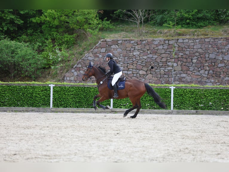 Sang-chaud Mecklembourg Hongre 12 Ans 178 cm Bai in Radeburg