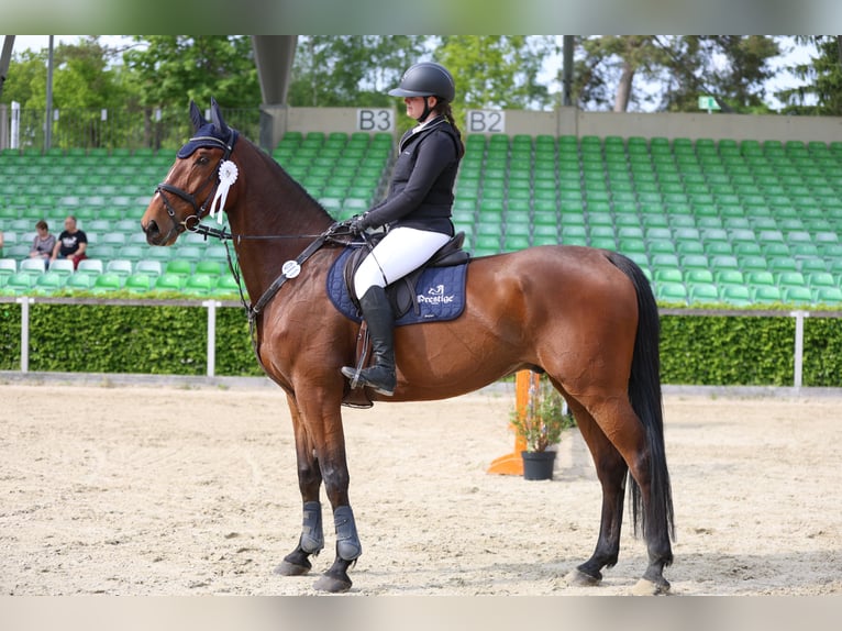 Sang-chaud Mecklembourg Hongre 12 Ans 178 cm Bai in Radeburg