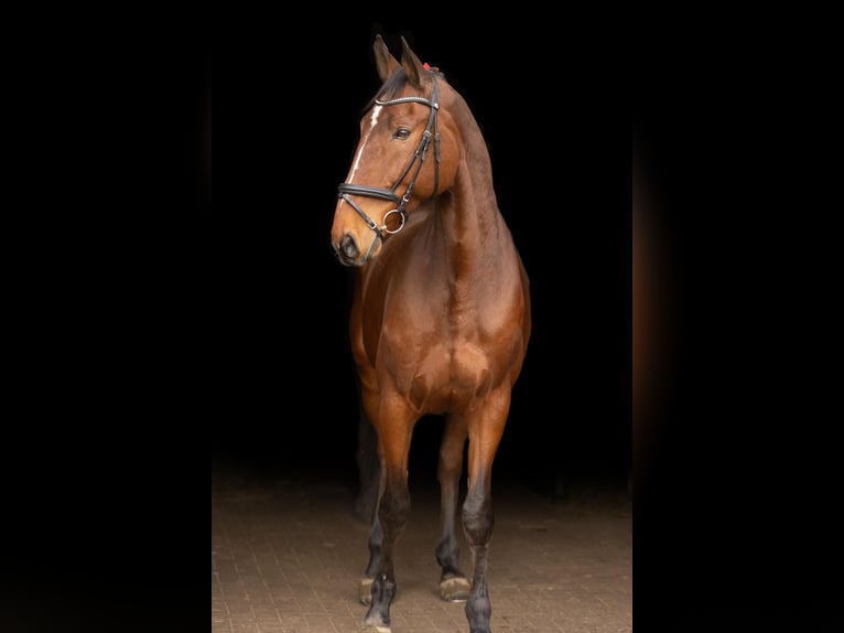 Sang-chaud Mecklembourg Hongre 12 Ans 178 cm Bai in Radeburg