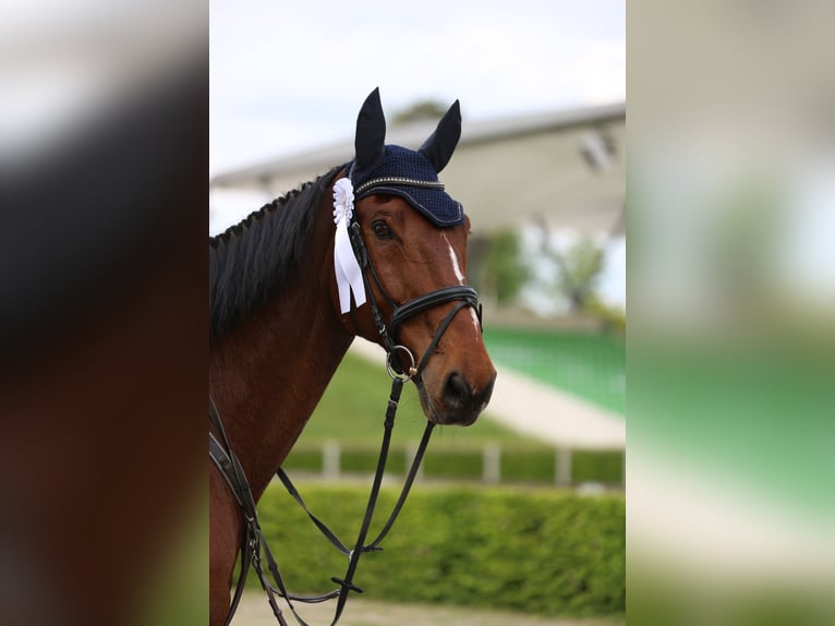 Sang-chaud Mecklembourg Hongre 12 Ans 178 cm Bai in Radeburg