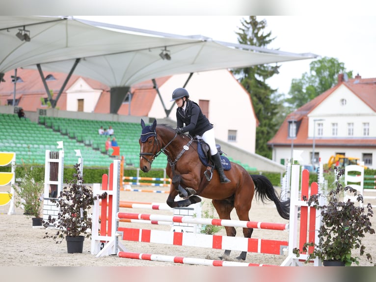 Sang-chaud Mecklembourg Hongre 12 Ans 178 cm Bai in Radeburg