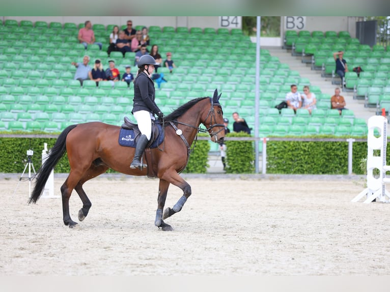 Sang-chaud Mecklembourg Hongre 12 Ans 178 cm Bai in Radeburg