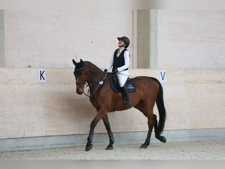Sang-chaud Mecklembourg Hongre 12 Ans 178 cm Bai in Radeburg