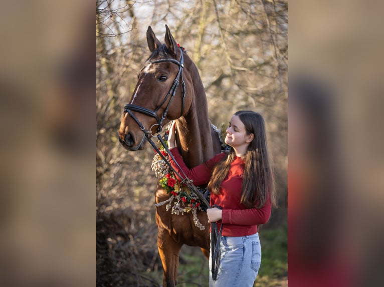 Sang-chaud Mecklembourg Hongre 12 Ans 178 cm Bai in Radeburg