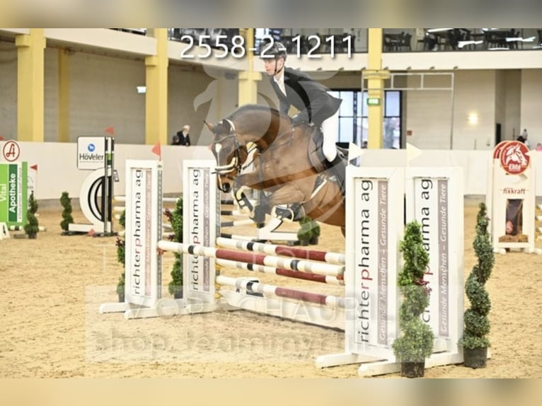 Sang-chaud Mecklembourg Hongre 14 Ans 163 cm Bai in Dobl