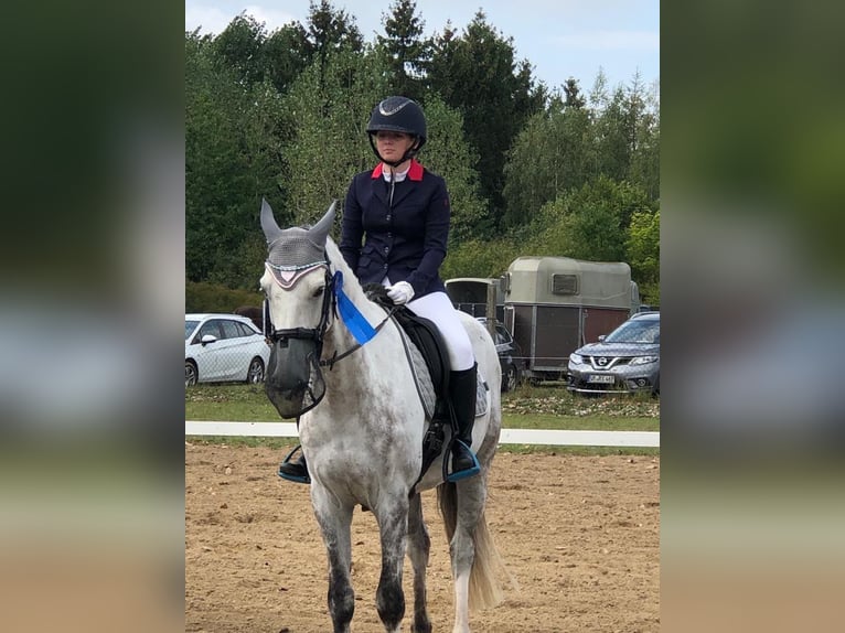 Sang-chaud Mecklembourg Hongre 14 Ans 165 cm Gris in Sassen-Trantow