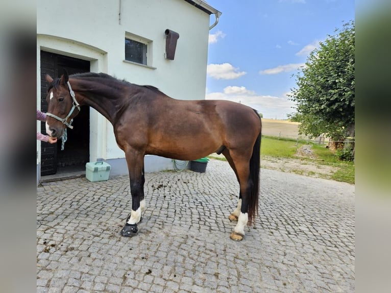 Sang-chaud Mecklembourg Hongre 14 Ans 169 cm Bai brun in Leutersdorf