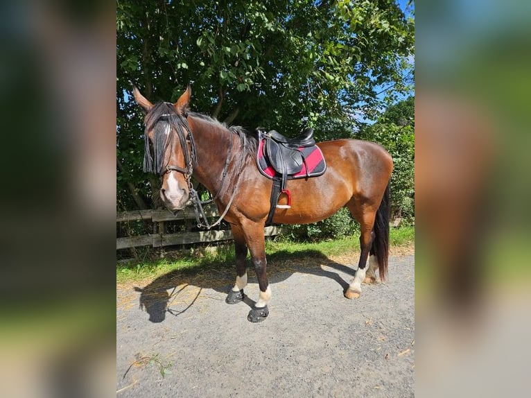 Sang-chaud Mecklembourg Hongre 14 Ans 169 cm Bai brun in Leutersdorf