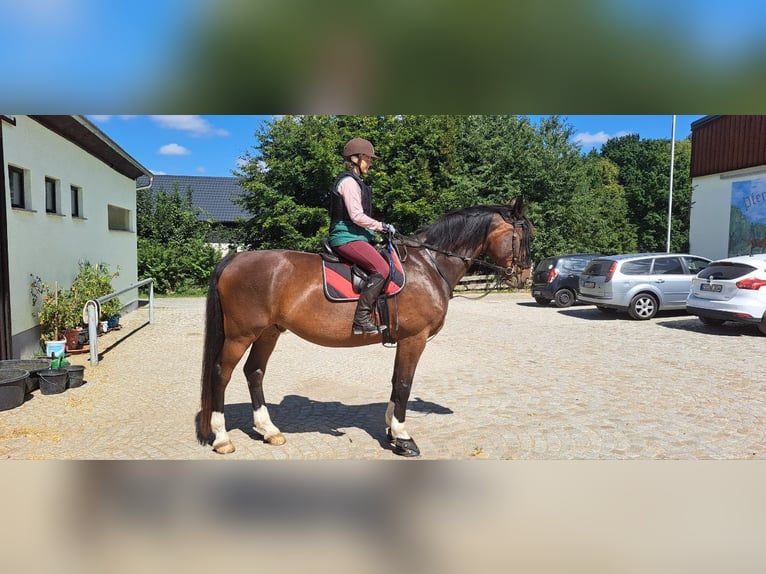 Sang-chaud Mecklembourg Hongre 14 Ans 169 cm Bai brun in Leutersdorf