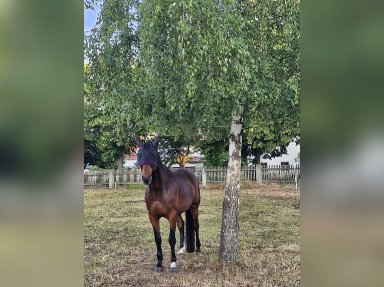 Sang-chaud Mecklembourg Hongre 14 Ans 171 cm Bai in Ruesa