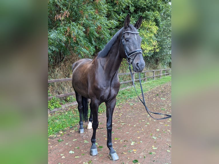 Sang-chaud Mecklembourg Hongre 15 Ans 170 cm Bai brun in Viöl