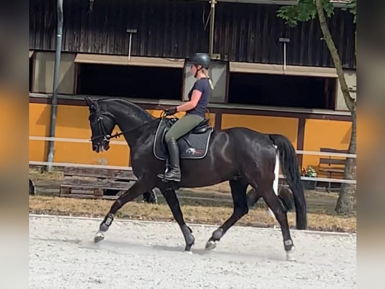 Sang-chaud Mecklembourg Hongre 16 Ans 168 cm Noir in Niepars