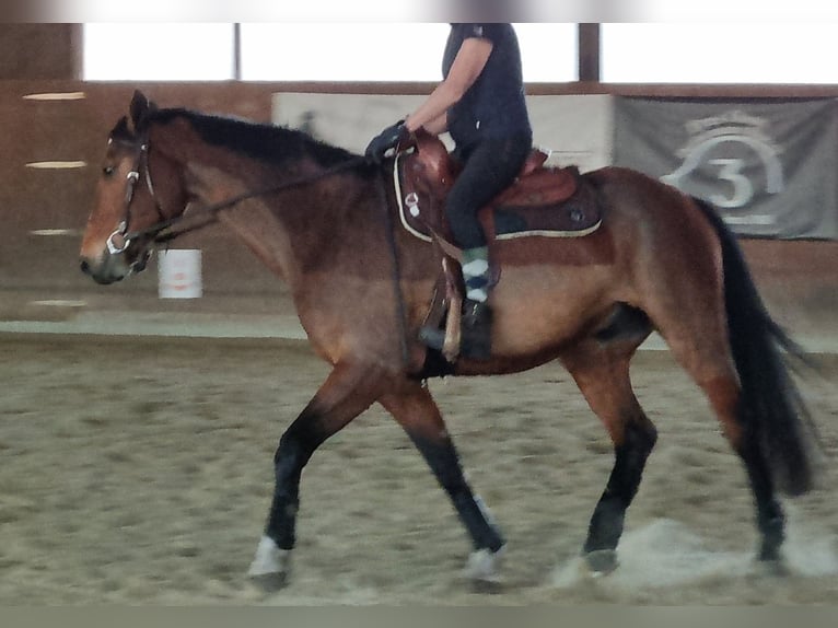 Sang-chaud Mecklembourg Hongre 17 Ans 165 cm Bai in Nienburg (Weser) Holtorf