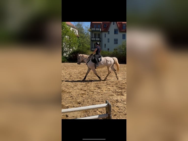 Sang-chaud Mecklembourg Hongre 19 Ans 165 cm Gris in Zwickau