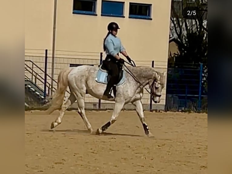 Sang-chaud Mecklembourg Hongre 19 Ans 165 cm Gris in Zwickau