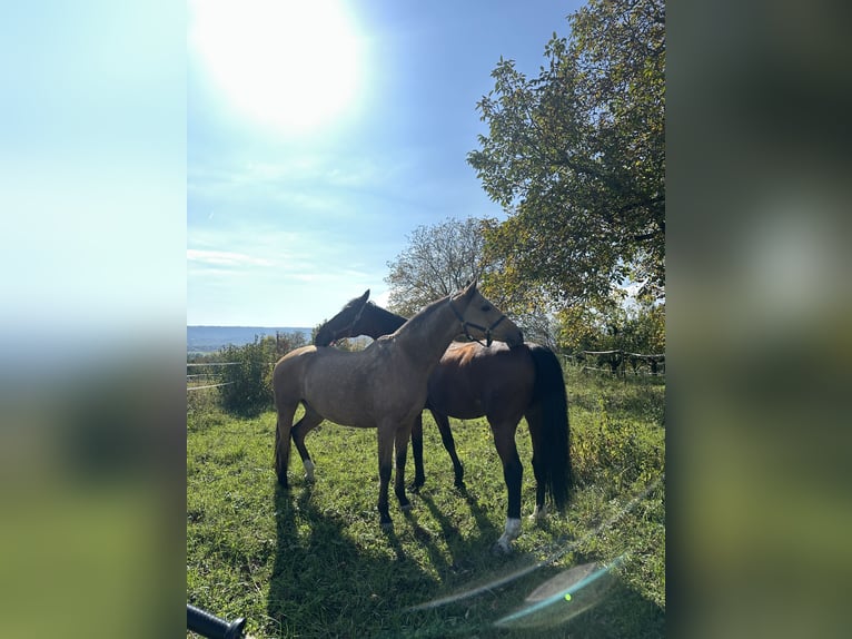 Sang-chaud Mecklembourg Hongre 21 Ans 172 cm Bai in Nordheim