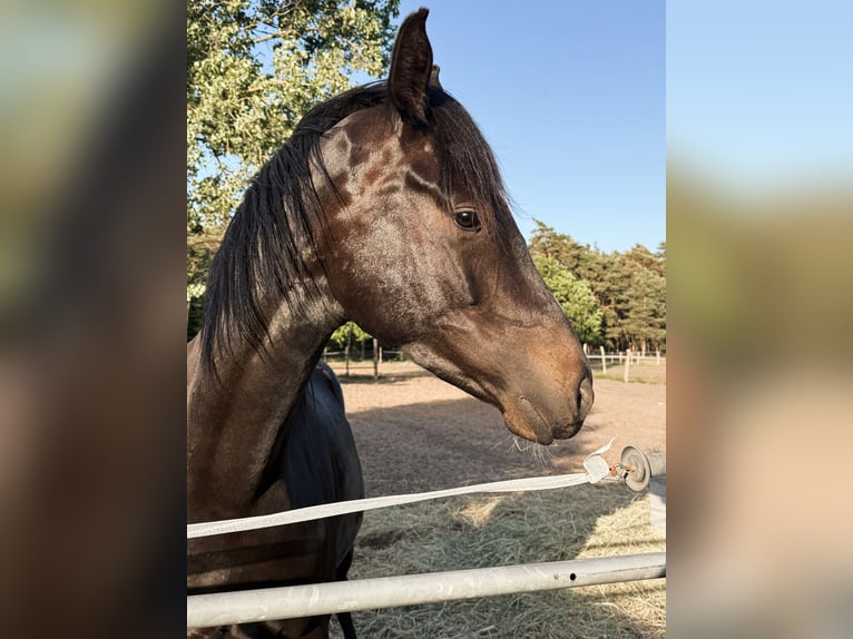 Sang-chaud Mecklembourg Hongre 3 Ans 162 cm Bai brun foncé in Redefin
