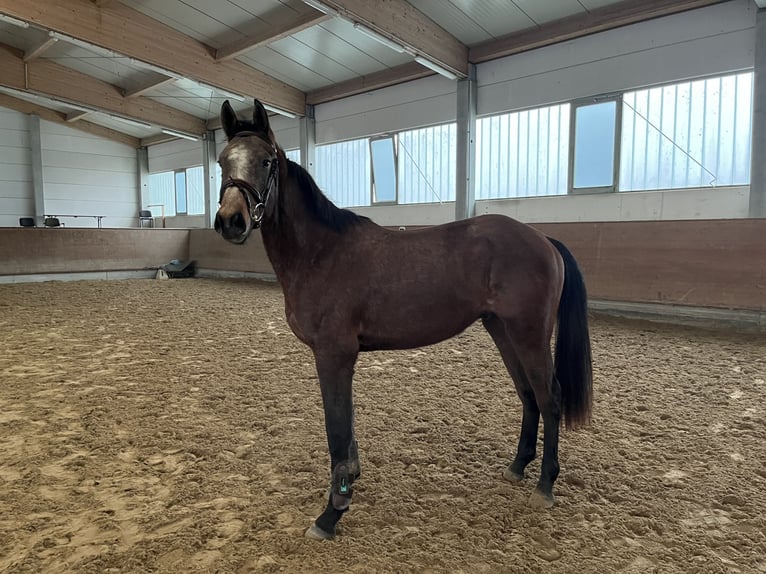 Sang-chaud Mecklembourg Hongre 3 Ans 165 cm Gris in Redefin