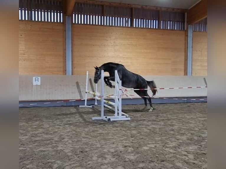Sang-chaud Mecklembourg Hongre 3 Ans 168 cm Gris in Neupotz