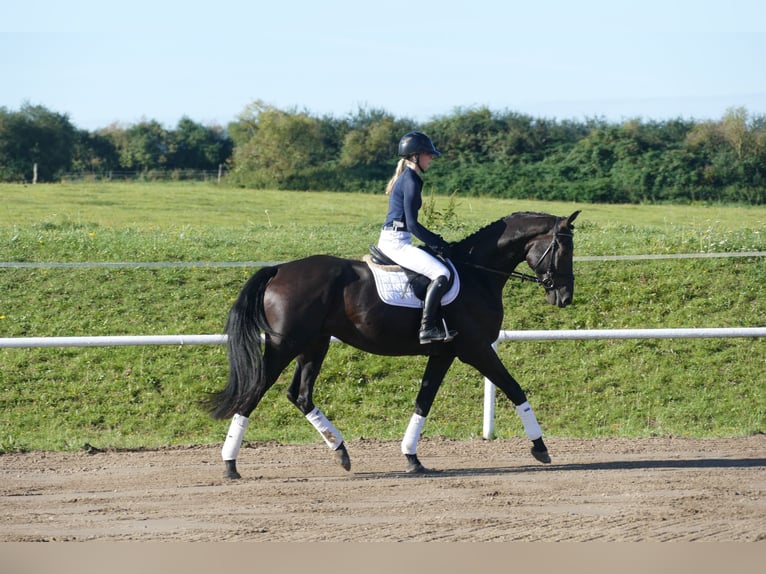 Sang-chaud Mecklembourg Hongre 3 Ans 174 cm Noir in Ganschow