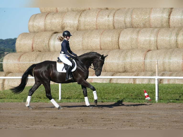 Sang-chaud Mecklembourg Hongre 3 Ans 174 cm Noir in Ganschow