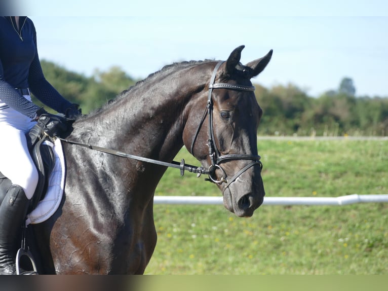 Sang-chaud Mecklembourg Hongre 3 Ans 174 cm Noir in Ganschow