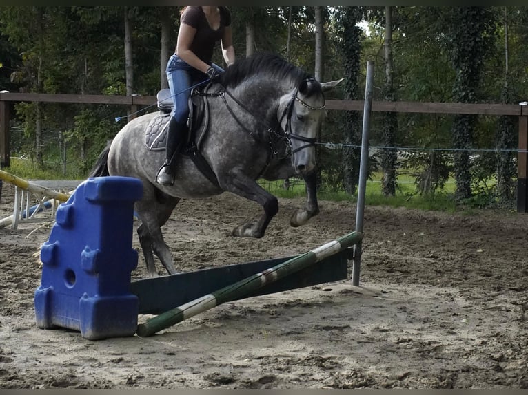 Sang-chaud Mecklembourg Hongre 4 Ans 162 cm Gris in Lentschow