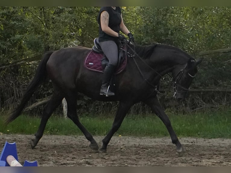 Sang-chaud Mecklembourg Hongre 4 Ans 165 cm Bai brun foncé in Lentschow