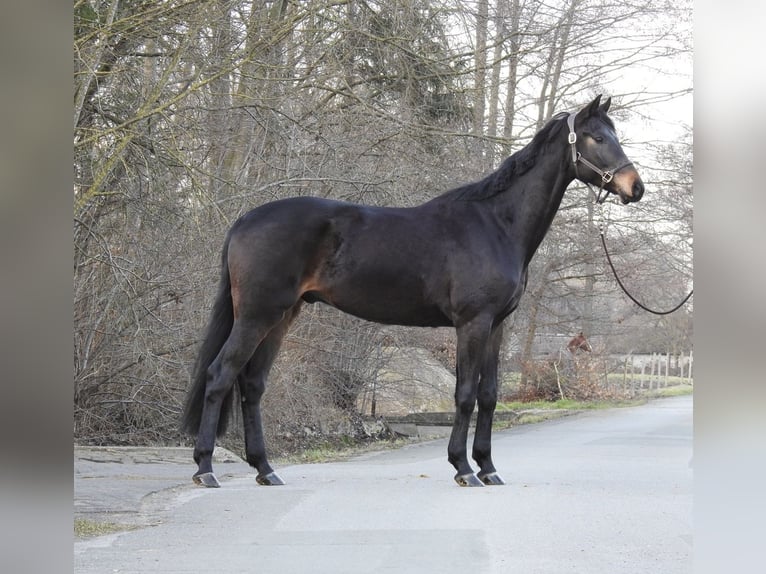 Sang-chaud Mecklembourg Hongre 4 Ans 170 cm Bai brun in Verl
