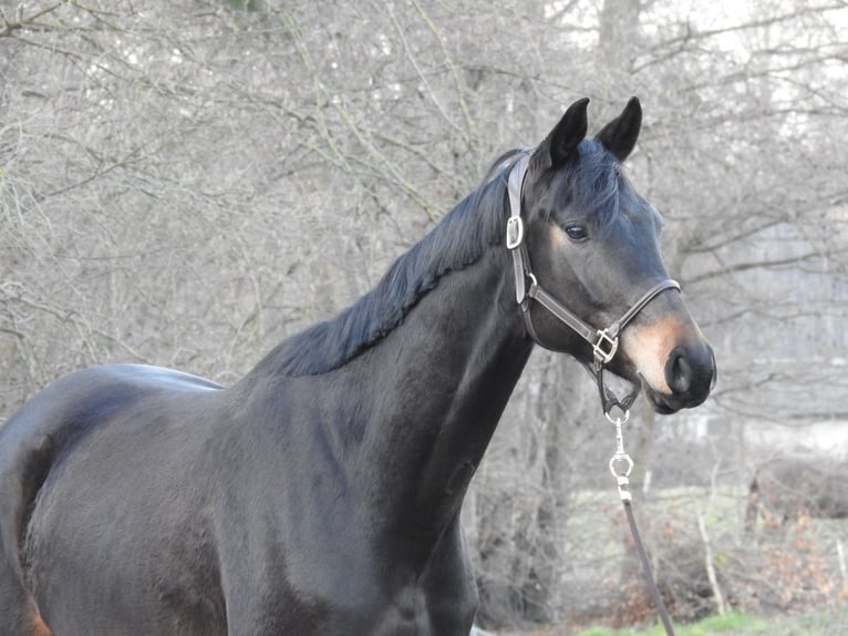 Sang-chaud Mecklembourg Hongre 4 Ans 170 cm Bai brun in Verl