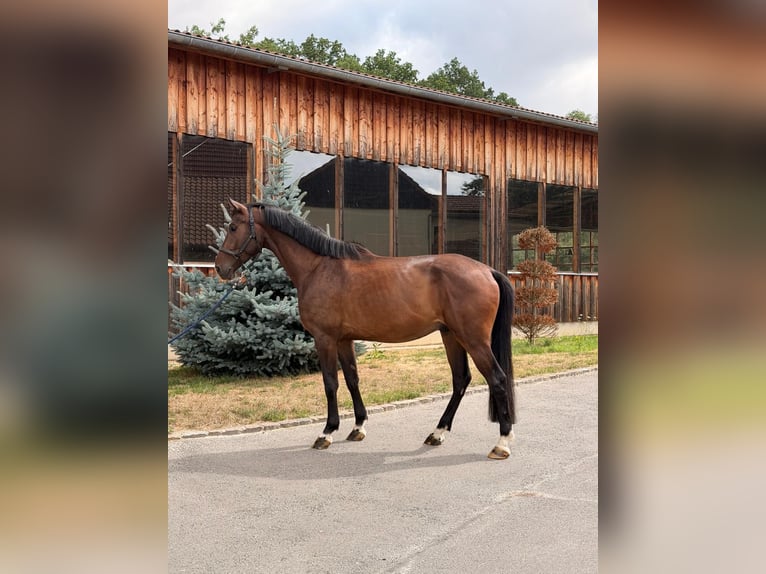 Sang-chaud Mecklembourg Hongre 4 Ans 170 cm Bai brun in Döbeln