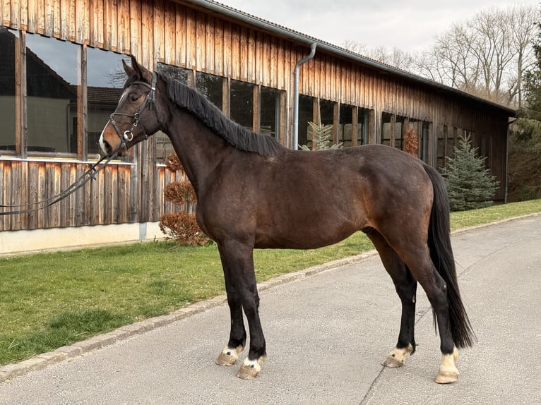 Sang-chaud Mecklembourg Hongre 4 Ans 170 cm Bai brun in Ostrau