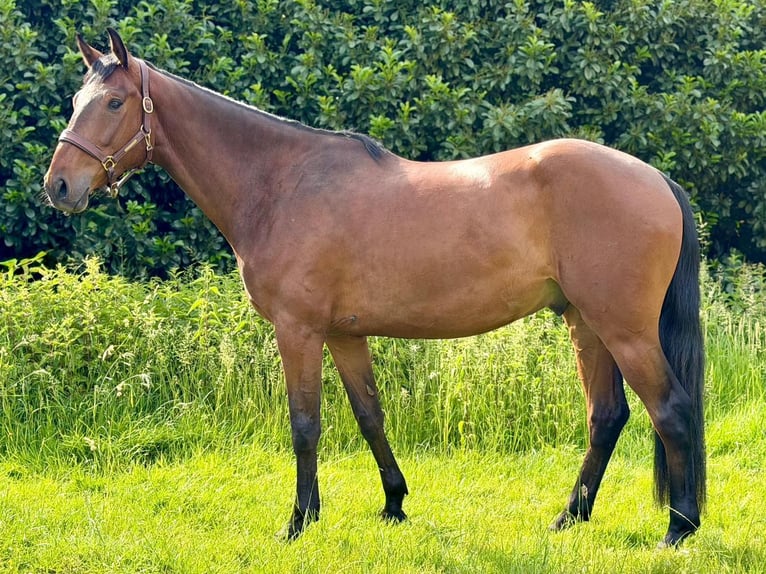 Sang-chaud Mecklembourg Hongre 4 Ans 170 cm Bai in Ratingen
