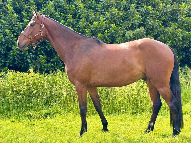 Sang-chaud Mecklembourg Hongre 4 Ans 170 cm Bai in Ratingen