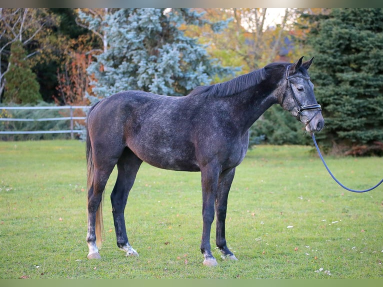 Sang-chaud Mecklembourg Hongre 4 Ans 170 cm Gris in Wallern im Burgenland