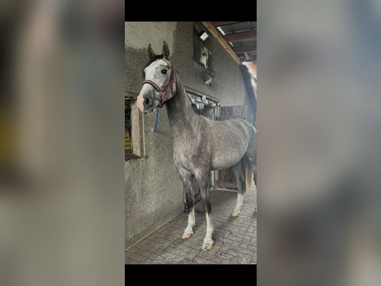 Sang-chaud Mecklembourg Hongre 4 Ans 178 cm Gris pommelé in Cottbus