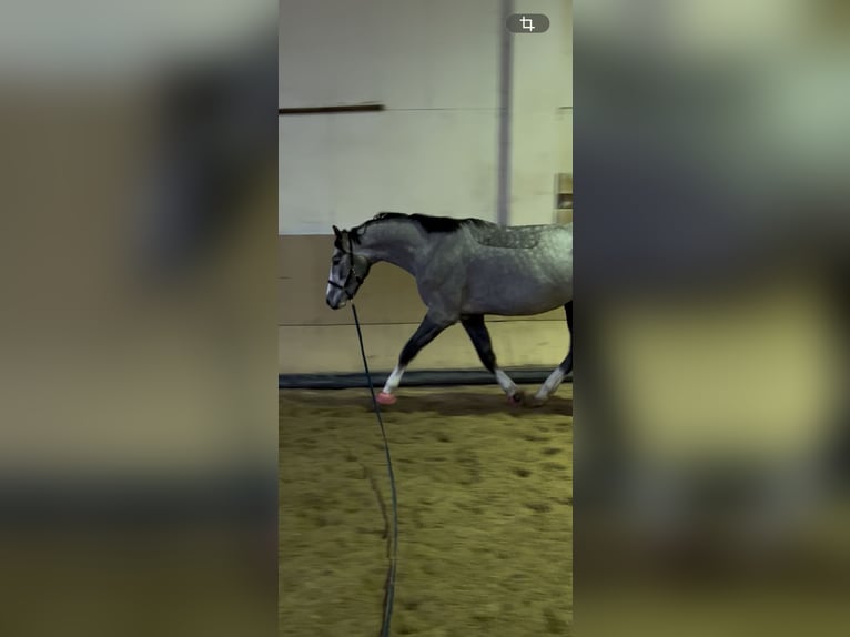 Sang-chaud Mecklembourg Hongre 4 Ans 178 cm Gris pommelé in Cottbus