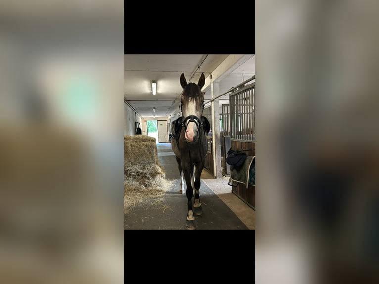 Sang-chaud Mecklembourg Hongre 4 Ans 178 cm Gris pommelé in Cottbus