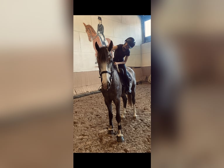 Sang-chaud Mecklembourg Hongre 4 Ans 178 cm Gris pommelé in Cottbus