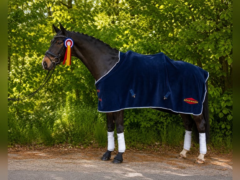 Sang-chaud Mecklembourg Hongre 5 Ans 158 cm Noir in Grünental