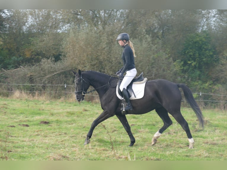 Sang-chaud Mecklembourg Hongre 5 Ans 160 cm Noir in Ganschow