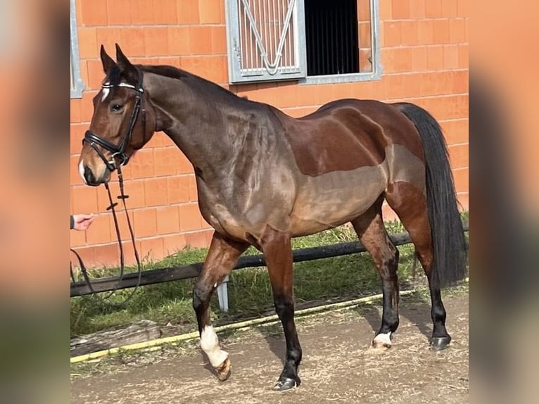 Sang-chaud Mecklembourg Hongre 5 Ans 161 cm Bai in Kaarst