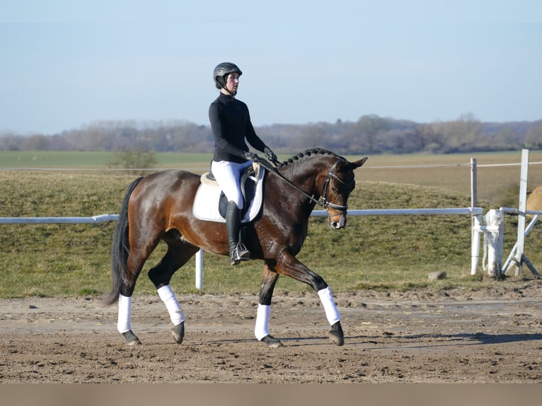 Sang-chaud Mecklembourg Hongre 5 Ans 164 cm Bai brun in Ganschow