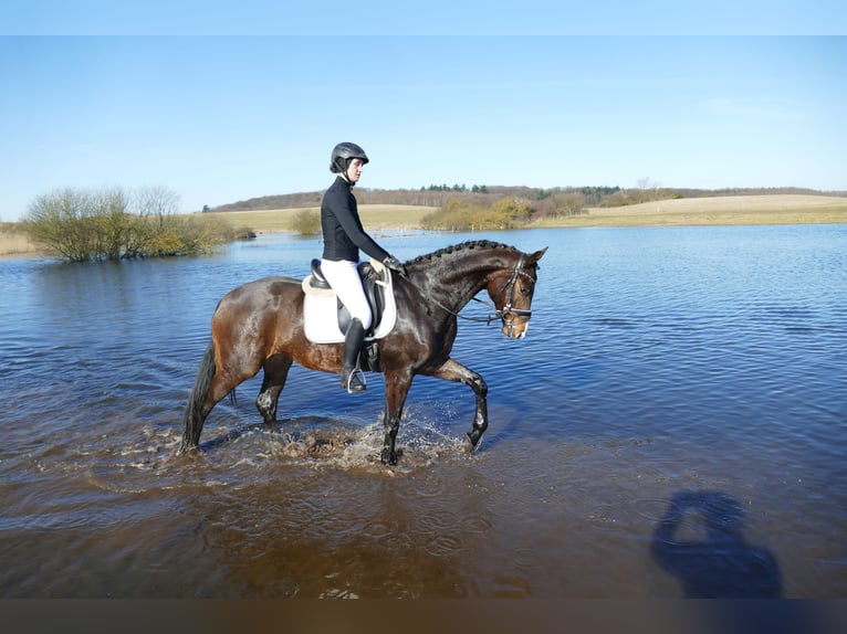 Sang-chaud Mecklembourg Hongre 5 Ans 164 cm Bai brun in Ganschow