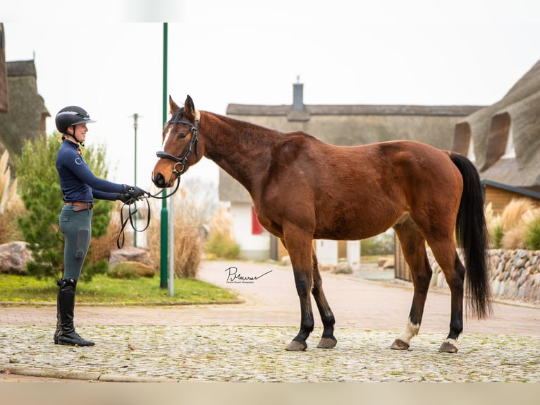Sang-chaud Mecklembourg Hongre 5 Ans 164 cm Bai in Boiensdorf