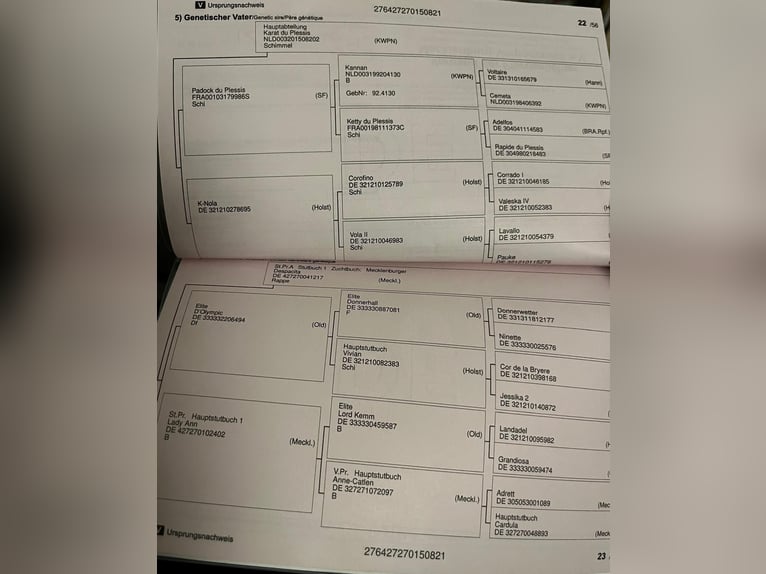 Sang-chaud Mecklembourg Hongre 5 Ans 169 cm Gris pommelé in Münster