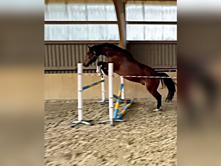 Sang-chaud Mecklembourg Hongre 5 Ans 170 cm Bai in Malchin